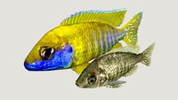 Aulonocara Baenschi, Ciclido Africano