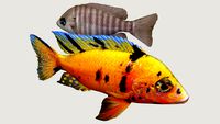 Aulonocara sp. Orange Blanche