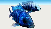 Placidochromis Phenochilus, Ciclido Africano Del Lago Malawi