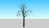 baum