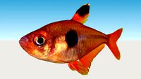 Tetra Gota de Sangre (Hyphessobrycon Eques)