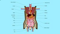 ANATOMIA HUMANA 01