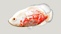 Oscar Albino (Astronotus ocellatus)