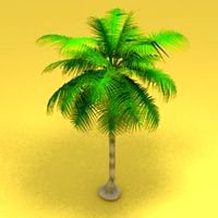 Palm Tree