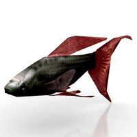 Fish