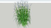3D Miscanthus sinensis USE WITHOUT EDGES