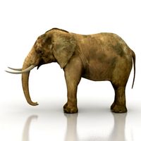 Elephant