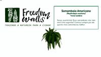 SAMAMBAIA AMERICANA - FREEDOM WALLS