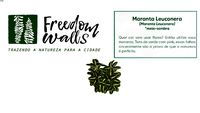 MARANTA LEUCONERA - FREEDOM WALLS