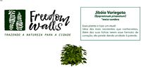 JIBÓIA VARIEGATA - FREEDOM WALLS