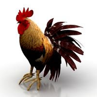Rooster