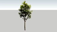 Sorbus aucuparia 2D Face-me