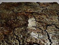 Ground Earth Texture 3D Model