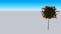 Photinia Red Robin Ball Tree