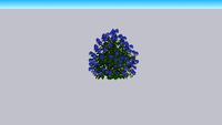 Hydrangea Blue