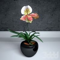 Орхидея (башмачок) Paphiopedilum