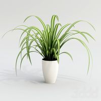Spider plants