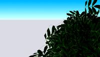 Acacia Bol tree