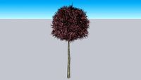 Maple/Acer Bol Tree