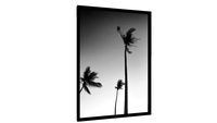 Quadro Coqueiros em Preto e Branco - Galeria9, por Aidan