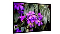 Quadro FLOR SILVESTRE 0003 - Galeria9, por Luiz Paulo Tupynambá