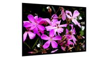 Quadro FLOR SILVESTRE 0002 - Galeria9, por Luiz Paulo Tupynambá