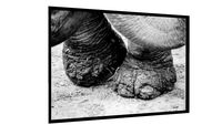 Quadro Rinoceronte 2 - Galeria9, por RENATO MOLÁS