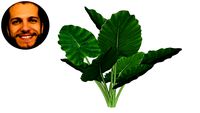 Alocasia macrorrhiza macrorrhizos Arum Orelha-de-elefante Gigante Taioba Elephant