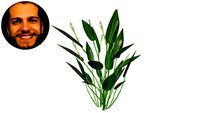 Pontederia cordata Mururé Rainha-dos-lagos Orelha-de-veado Pontederia Branca Alba