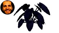 Colocasia Esculenta Inhame Preto Roxo Antiquarum (Aquática e Palustre)
