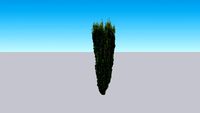 ilex crenata sky pencil holly 2d face me
