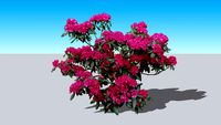 Rhododendron 'Nova Zembla' 2D Face Me Component