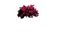 Jazz Hands Pink Loropetalum