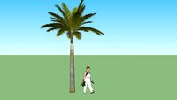 Palm Itree 05