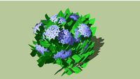hortensia hydrangea