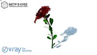 Flowers, hight poly + maps, vray ready (004)