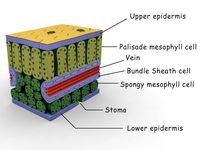 Photosynthesis 3d Models