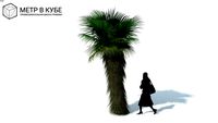 Low poly 3d tree palm (078)