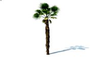 Low poly 3d tree palm (014)