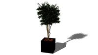 Plante stabilisée Eucalyptus Nicoly vert 220cm ref: NEVAR220