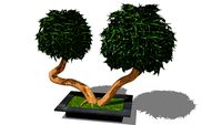 Plante stabilisée Bonsaï Pittosporum vert 2 têtes ref: PIVB2T