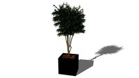 Plante stabilisée Eucalyptus Nicoly vert 180cm ref: NEVAR180
