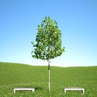 Platanus x hispanica 103SU 3D Model