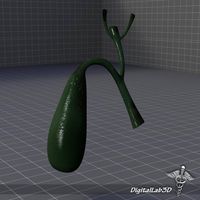 Gall Bladder 3D Model