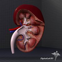 Kidney High Quality 3D Model