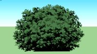 shrubbery04f-c