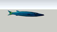 Barracuda