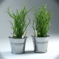 Rosemary Plant In Pot