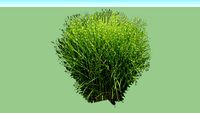 Miscanthus 'Zebra Grass'