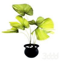 Fiji Palm